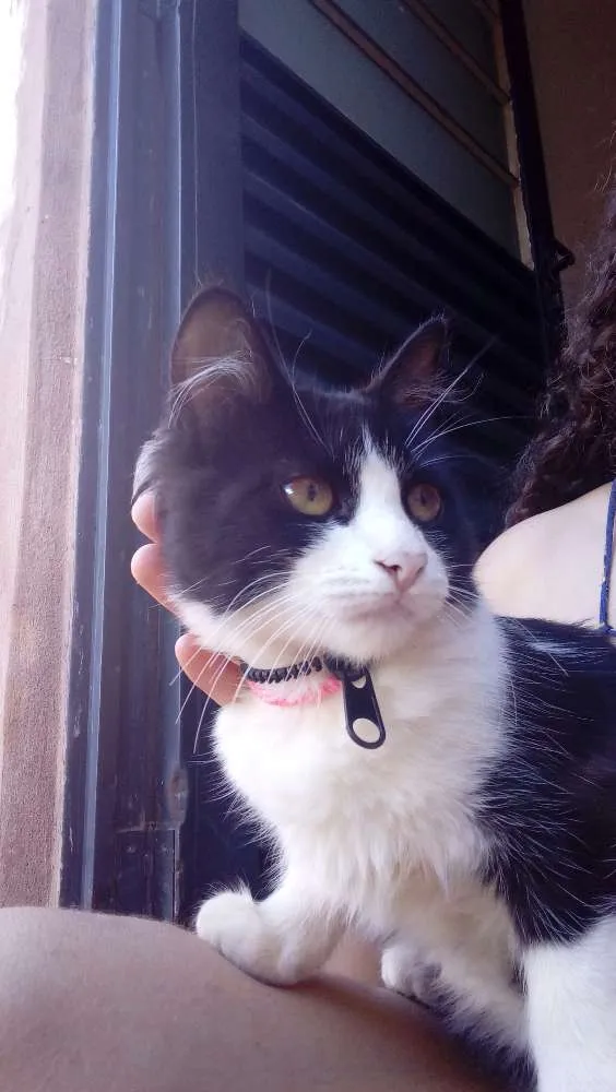 Gato raça Vira lata. idade 2 a 6 meses nome Mia