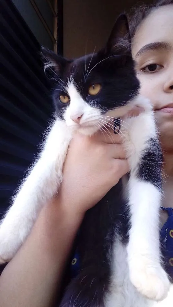 Gato raça Vira lata. idade 2 a 6 meses nome Mia