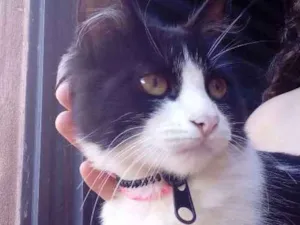 Gato raça Vira lata. idade 2 a 6 meses nome Mia