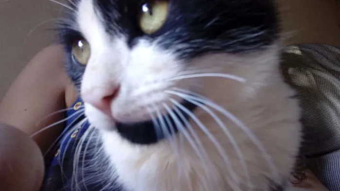 Gato raça Vira lata. idade 2 a 6 meses nome Shivaldo