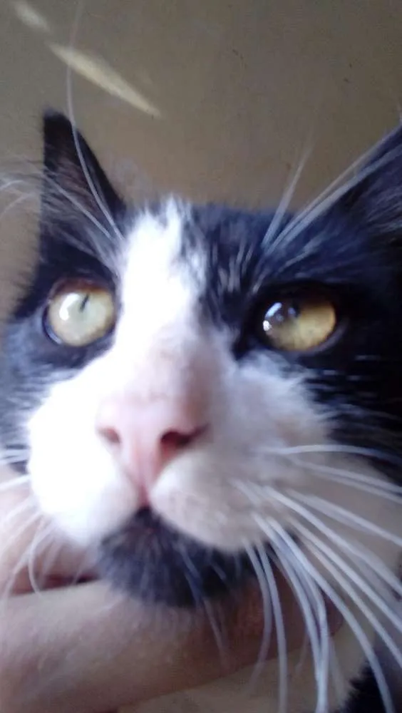 Gato raça Vira lata. idade 2 a 6 meses nome Shivaldo