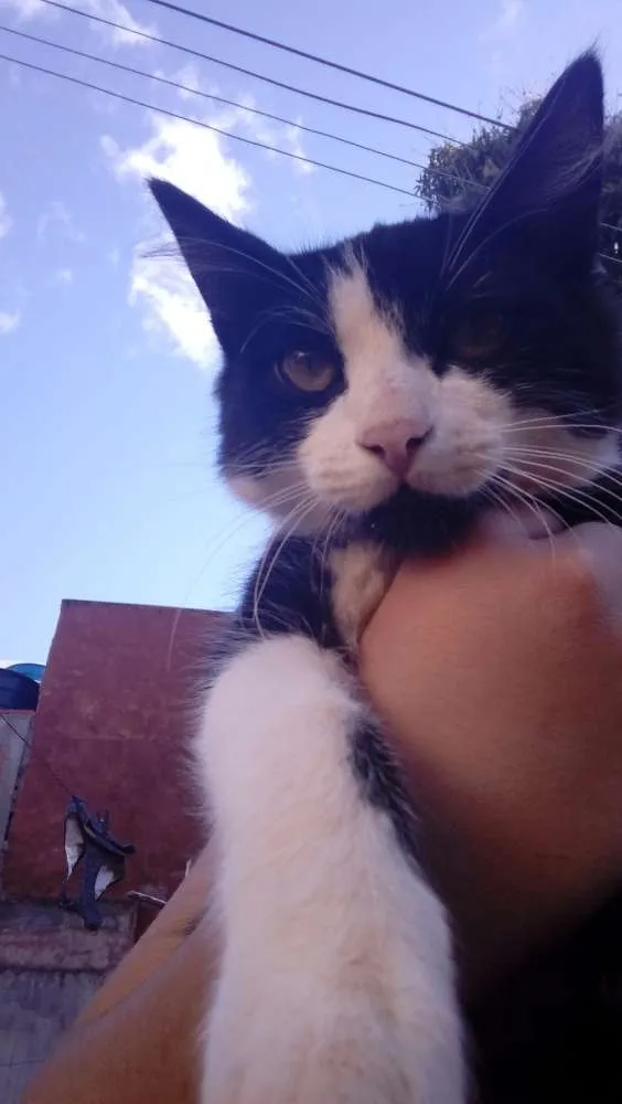 Gato raça Vira lata. idade 2 a 6 meses nome Shivaldo