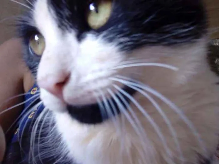 Gato raça Vira lata. idade 2 a 6 meses nome Shivaldo