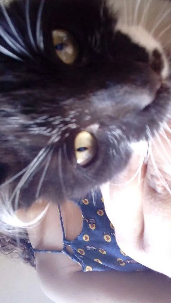 Gato raça Vira lata. idade 2 a 6 meses nome Melody