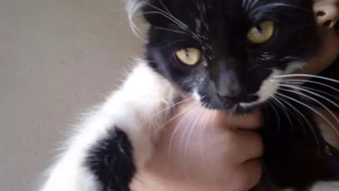 Gato raça Vira lata. idade 2 a 6 meses nome Melody