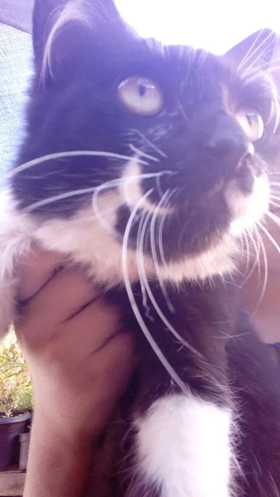 Gato raça Vira lata. idade 2 a 6 meses nome Melody