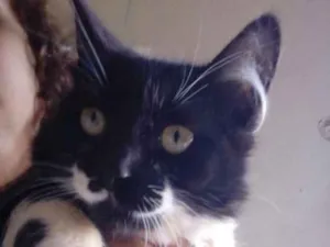 Gato raça Vira lata. idade 2 a 6 meses nome Melody