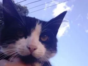 Gato raça Vira lata. idade 2 a 6 meses nome Shivaldo
