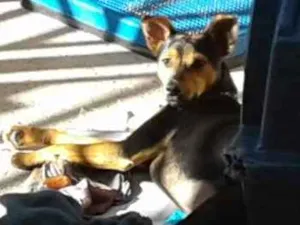 Cachorro raça NÃO DEFINIDA idade 7 a 11 meses nome PRINCESA