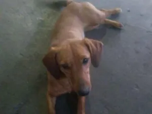 Cachorro raça  idade 1 ano nome Marrom