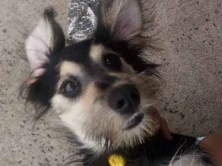 Cachorro ra a SRD idade 1 ano nome Djow