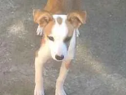 Cachorro raça SRD idade 2 a 6 meses nome Atena