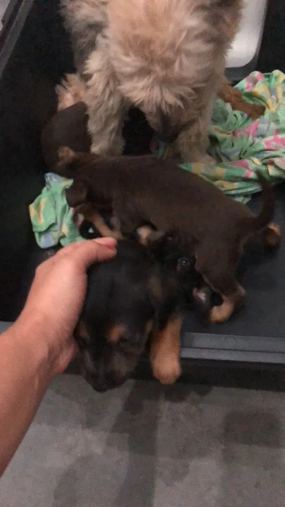 Cachorro ra a Srd  idade Abaixo de 2 meses nome Varios filhotes 