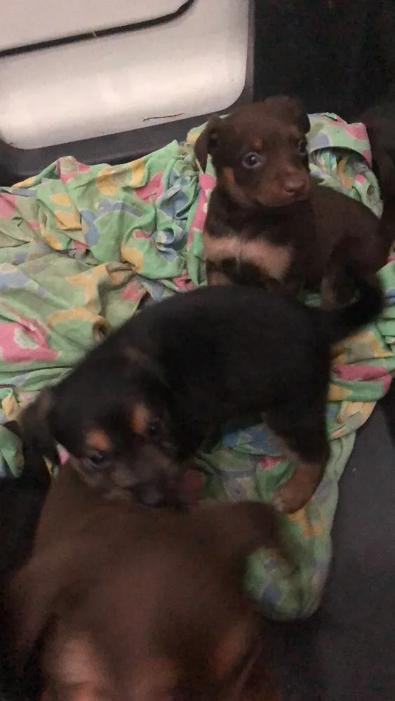 Cachorro ra a Srd  idade Abaixo de 2 meses nome Varios filhotes 