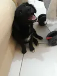 Laila