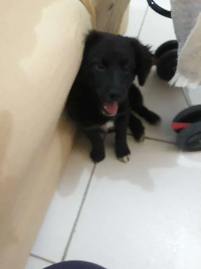Cachorro ra a Vira lata  idade 2 a 6 meses nome Laila 