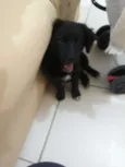 Laila