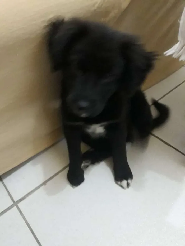 Cachorro ra a Vira lata  idade 2 a 6 meses nome Laila 