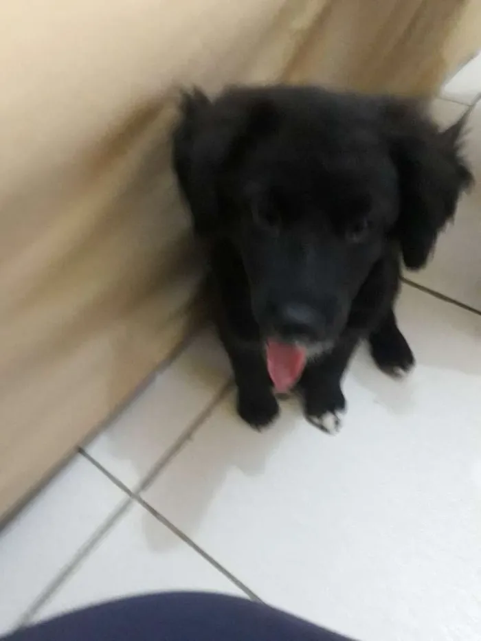 Cachorro ra a Vira lata  idade 2 a 6 meses nome Laila 
