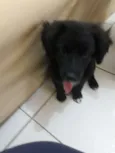 Laila