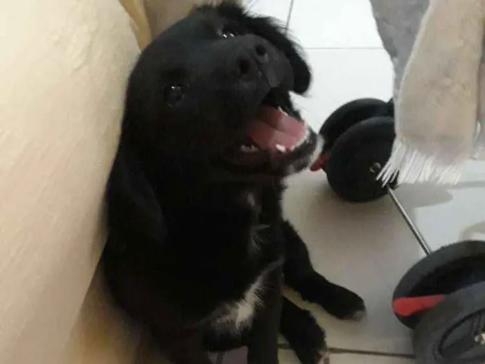 Cachorro ra a Vira lata  idade 2 a 6 meses nome Laila 