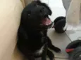 Laila