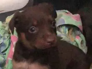 Cachorro ra a Srd  idade Abaixo de 2 meses nome Varios filhotes 