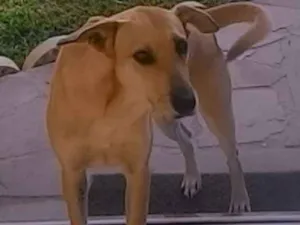 Cachorro raça SRD idade 4 anos nome Linda