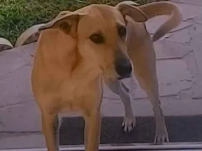 Cachorro raça SRD idade 4 anos nome Linda