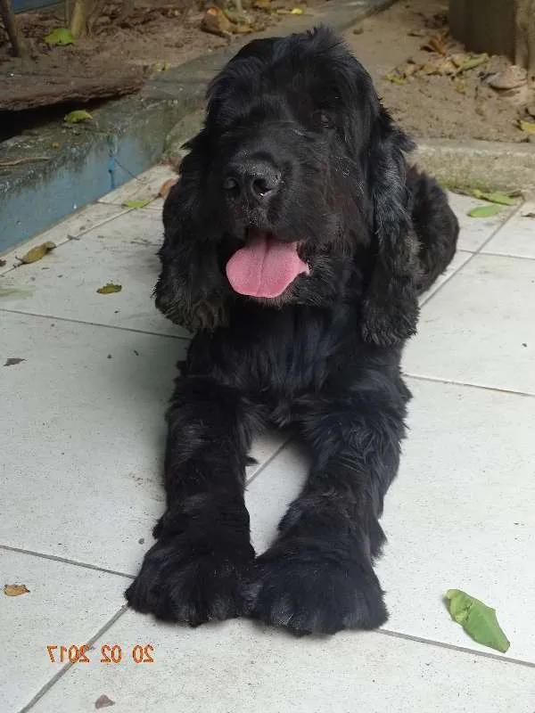 Cachorro ra a Cocker idade 6 ou mais anos nome Binho