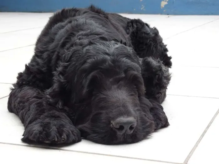 Cachorro ra a Cocker idade 6 ou mais anos nome Binho