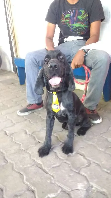 Cachorro ra a Cocker idade 6 ou mais anos nome Binho