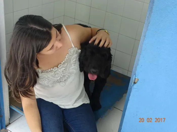 Cachorro ra a Cocker idade 6 ou mais anos nome Binho