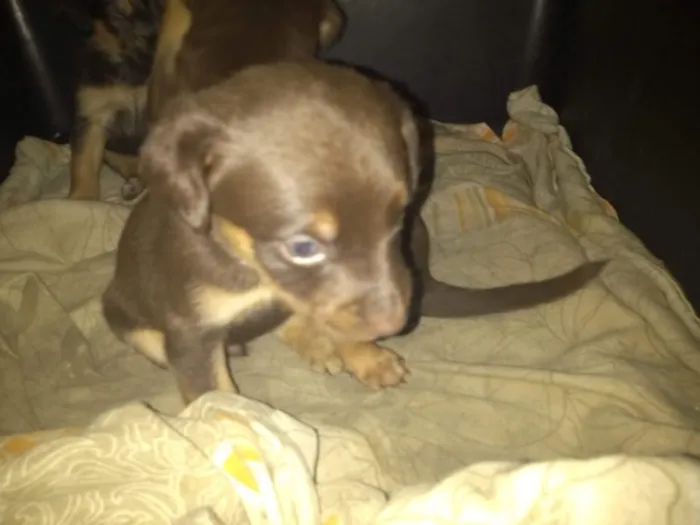 Cachorro ra a Srd  idade Abaixo de 2 meses nome Varios filhotes 