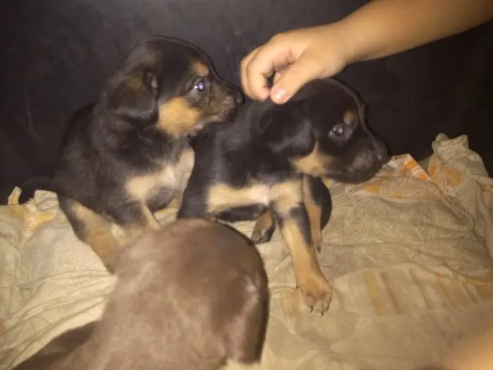 Cachorro ra a Srd  idade Abaixo de 2 meses nome Varios filhotes 