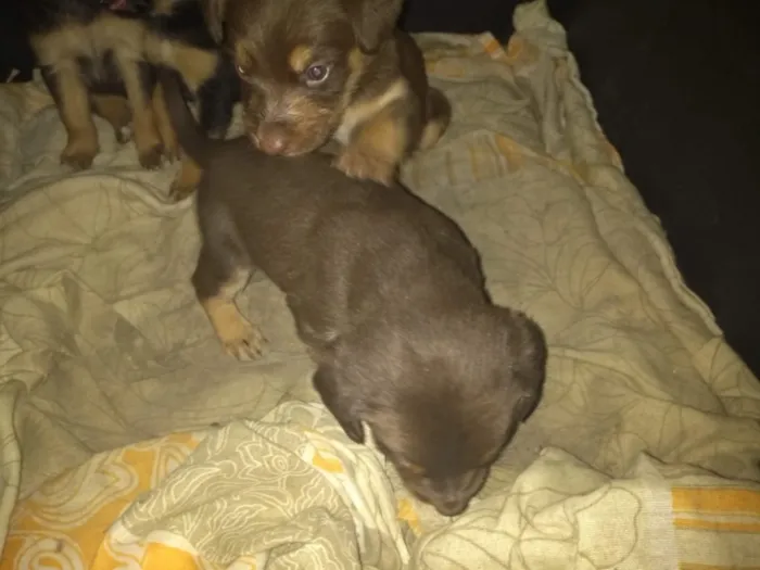 Cachorro ra a Srd  idade Abaixo de 2 meses nome Varios filhotes 