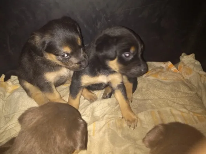 Cachorro ra a Srd  idade Abaixo de 2 meses nome Varios filhotes 