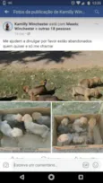 Animais abandonados