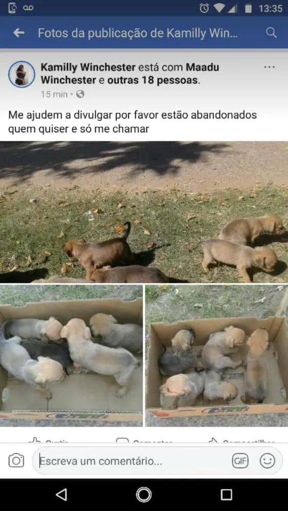 Cachorro raça Vira lata idade Abaixo de 2 meses nome Animais abandonados