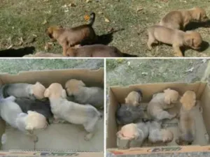 Cachorro raça Vira lata idade Abaixo de 2 meses nome Animais abandonados