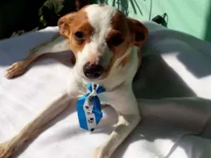 Cachorro raça Srd  idade 2 anos nome Fred 