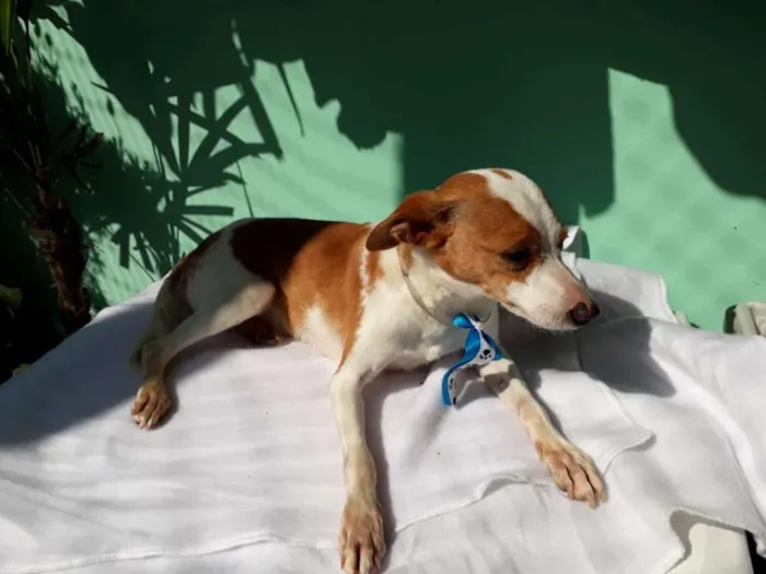Cachorro ra a  idade 2 anos nome Fred 