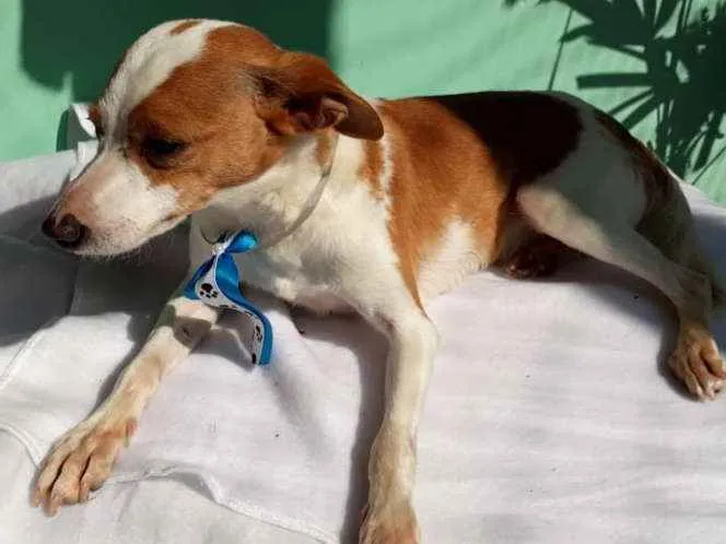 Cachorro ra a  idade 2 anos nome Fred 