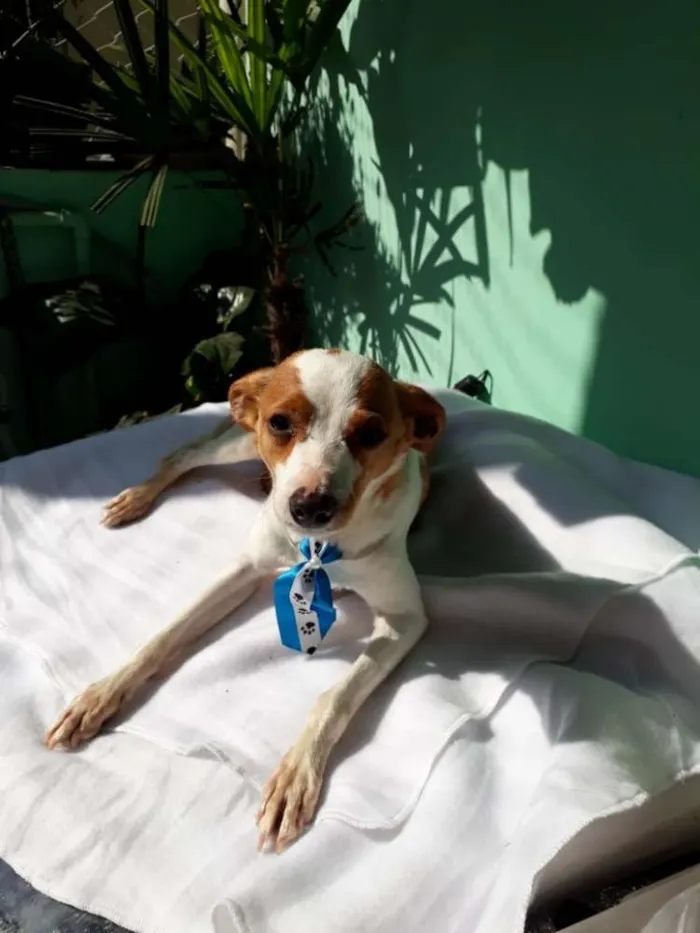 Cachorro ra a  idade 2 anos nome Fred 