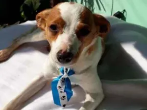 Cachorro raça  idade 2 anos nome Fred 