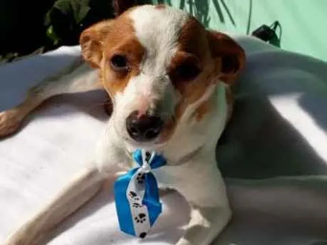 Cachorro ra a  idade 2 anos nome Fred 