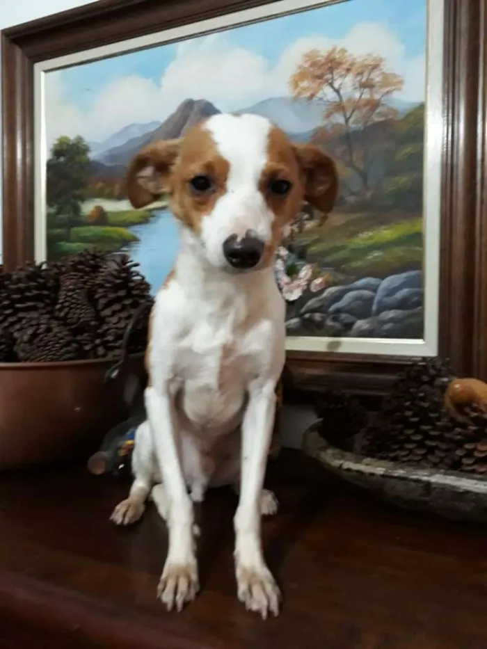 Cachorro ra a  idade 2 anos nome Fred 