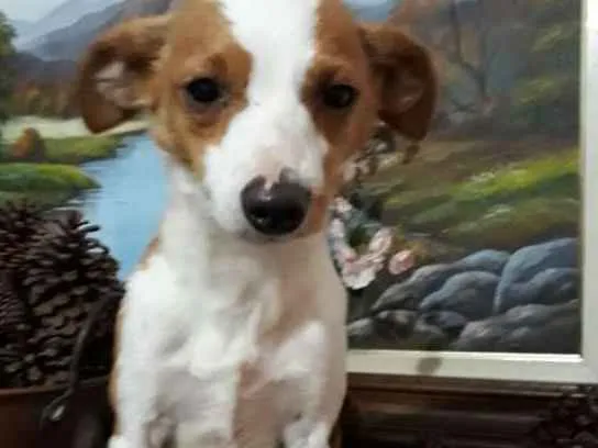 Cachorro ra a  idade 2 anos nome Fred 