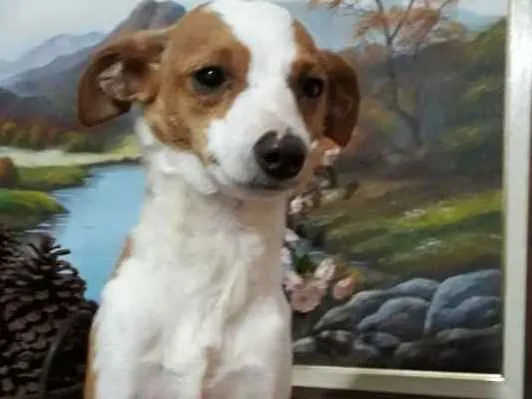Cachorro ra a  idade 2 anos nome Fred 