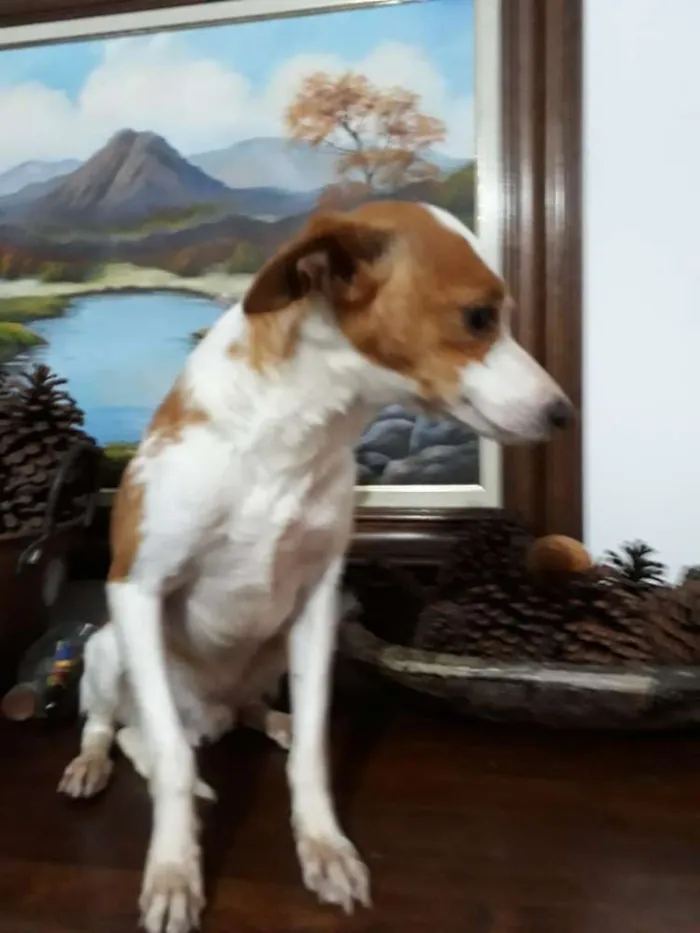 Cachorro ra a  idade 2 anos nome Fred 